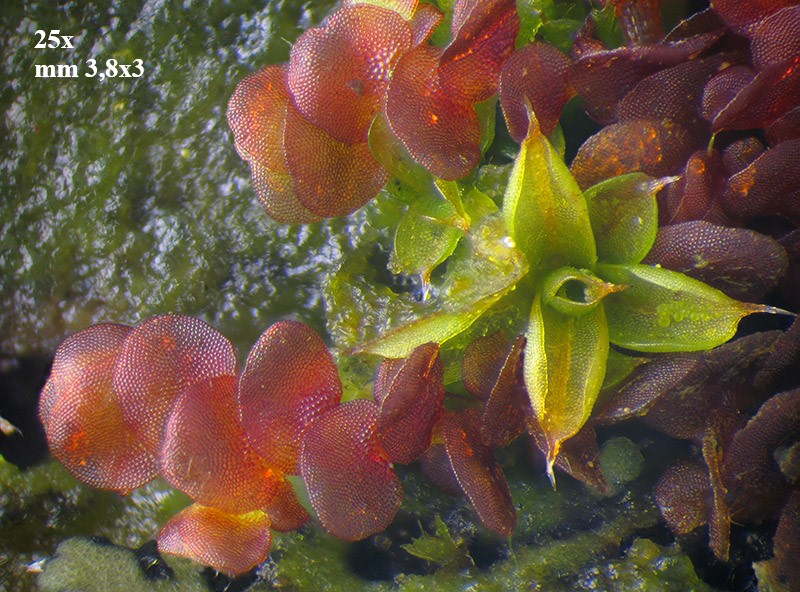 Calypogeia muelleriana?